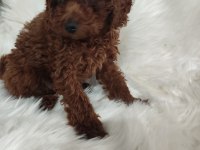 Toy poodle brown cana yakın