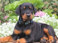 Irkının en iyisi Doberman yavrular kapıda ödeme mevcut