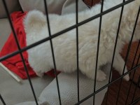 Terrier yavrumuzu veriyoruz