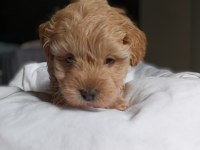 Irkının en güzeli dişi maltipoo bebeğim