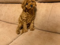 Orjinal Toy Poodle Yavruları Aşılı Yasal Satış Belgeli