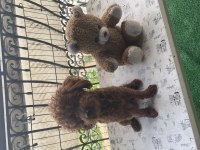 Dark red brown poodle yavrular