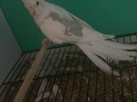 Kaliteli uygun garantili sultan papağanları