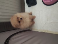 Bu pomeranian bal kız yuva arıyor