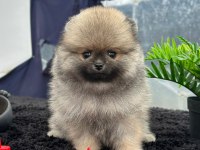 Pomeranian Boo Köpeğimiz