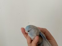 Forpus papağanı çok güzel