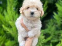 Maltipoo Yavrularımızı Canlı Görerek Alabilirsiniz