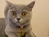 British shorthair