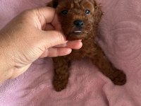 Toy POODLE Bebekler