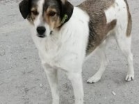 Yuva aranıyor sosyal köpekler
