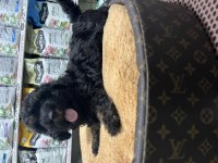 En nadir poodle rengi
