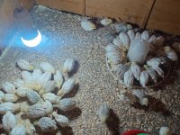 Texas Bıldırcın yavru anaç ve döllü yumurta