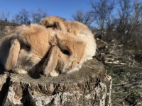 Mini lop tavşanı bebeklerimiz