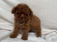 TEACUP 2 KARMA AŞILI POODLE