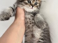 Orjinal ırkta nadir bulunan bir renkte british longhair