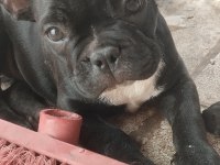 2 Aylık Sağlıklı Çok Sevecen Dişi French Bulldog Yavrumuz