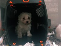 Sevimli bebek köpekler