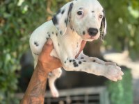 DALMAÇYALI YAVRU KÖPEKLER