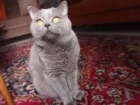 Ücretsiz 3 Yaşında Erkek British Shorthair