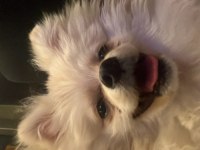 8 aylık pomeranian