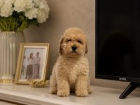 MUHTEŞEM POODLE MİNİKLER