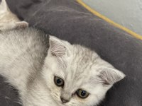 British shorthair kedimi sahiplendirmek istiyorum