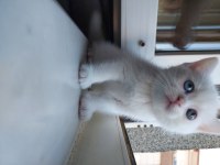 British shorthair kedimize yuva arıyoruz
