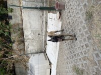 Belçika malinois maskeli