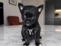 MİKRO TEACUP BOY İKİZ BEBEK KÖPEKLER