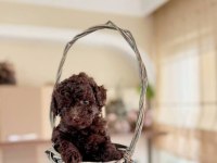 Erkek Toy Poodle Köpeğimiz