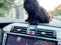 Üç aylık poodle dişi siyah nadir bulunan rengi