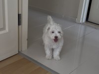 YAVRU MALTESE TERRİER