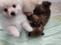 Pomeranian spitz yavrular