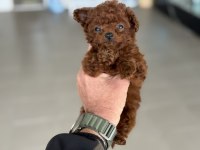 Petmode köpek çiftliğinden tea cup poodle yavrular