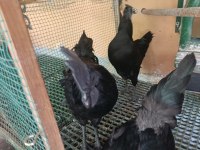 Ayam Cemali