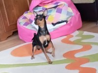 2 Aylık Sağlıklı Oyun Delisi Ev Ortamından Yavru Köpekler