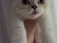 British Shorthair Point Dişi