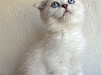 Kaliteli 2 aylik 2 erkek Scottish fold,