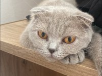 1 yaşında scottish fold