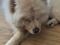 10 Aylık Dişi Chow Chow köpeğimiz yeni yuvasını arıyor