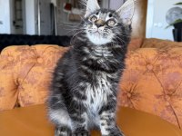 Mco Safkan Dişi Orman Rengi Maine Coon