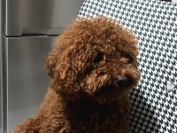 Tatlı poodle sarı patiler