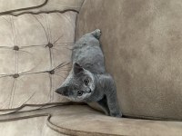 British Shorthair 3 Aylık