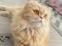 Chinchilla British Kırması Kedimiz