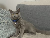 Tamamen ücretsiz british shorthair