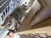 Şecereli safkan british shorthair kedilerimiz