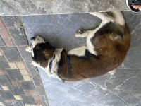 Safkan saint bernard kızıma yuva arıyorum