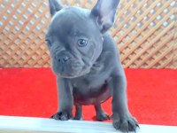 BLUE QUAD ERKEK FRENCH BULLDOG YAVRUMUZ İZMİR