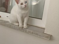 Van kedisi acil sahiplendirme