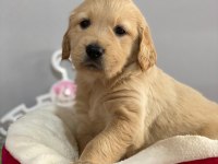GOLDEN RETRIEVER PUPPY YAVRILARIMIZ